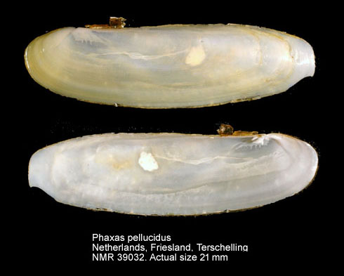 Phaxas pellucidus.jpg - Phaxas pellucidus(Pennant,1777)